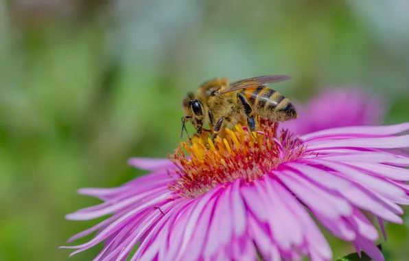 Nature, flowers, autumn, macro, bokeh, bee work