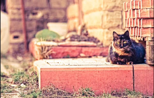 Кот, отдых, кирпич, cat