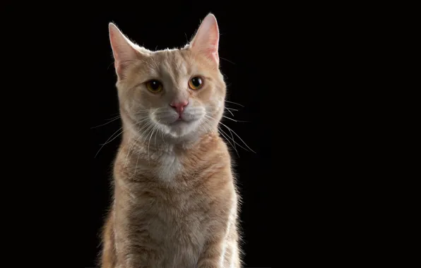 Картинка кот, темный фон, рыжий, cat