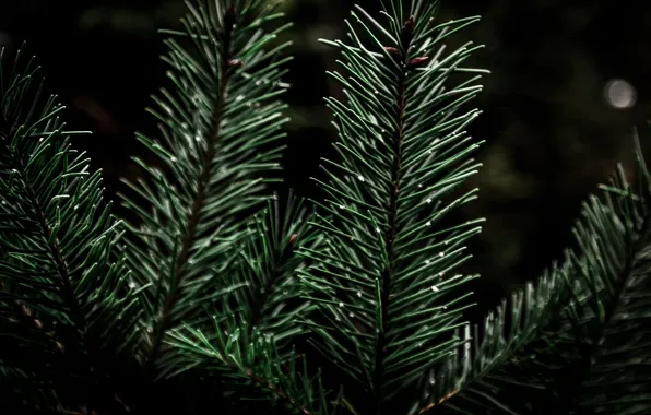 Nature, Tree, Autumn, Macro, Forest, Fir needles, Fir
