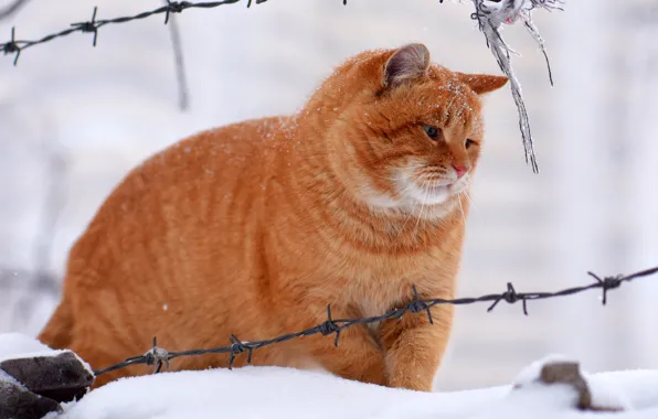Зима, кошка, кот, снег, рыжий