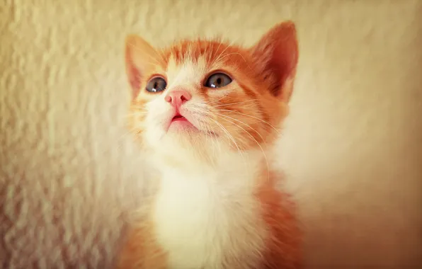 Кошка, взгляд, поза, котенок, стена, портрет, рыжий, мордашка