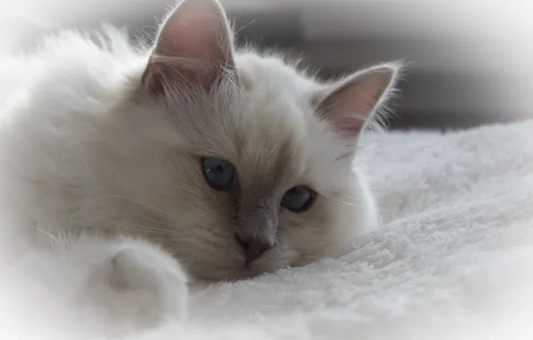 Кошка, лежит, пушистый, белый, белая, кот