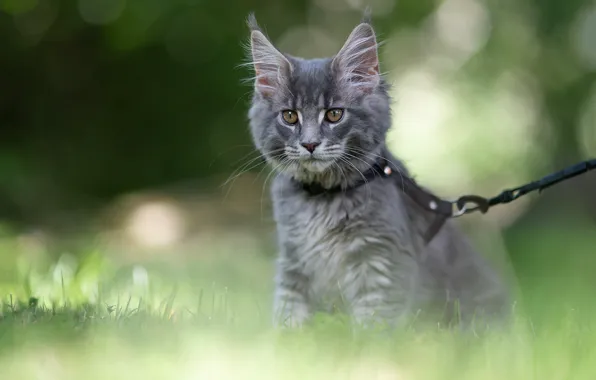 Кошка, трава, взгляд, свет, природа, котенок, серый, поводок