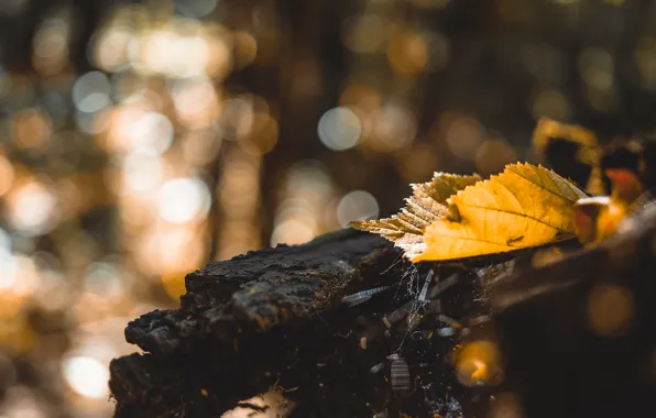 Лес, лист, дерево, бревно, forest, tree, боке, bokeh