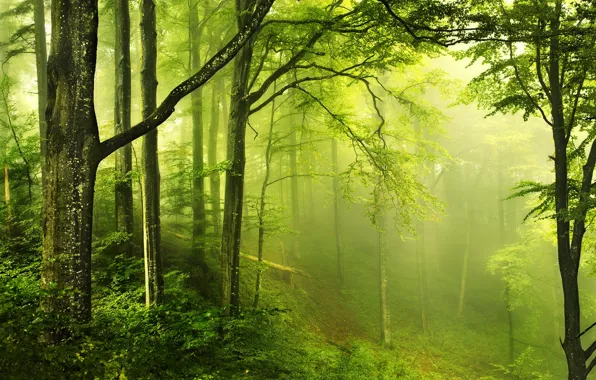 Картинка зелень, лес, туман, фото