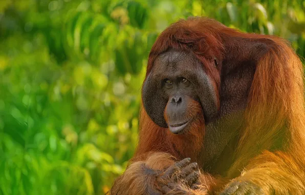 Картинка monkey, nature, portrait, palm, primate, orang-utan, orangutan