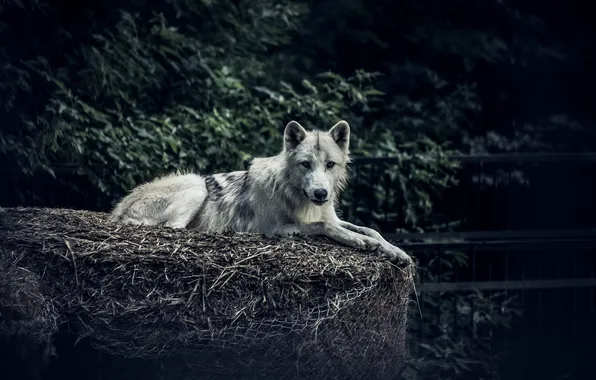 Nature, predator, animal, wolf, wildlife, portrait, portrait., Canis lupus. face
