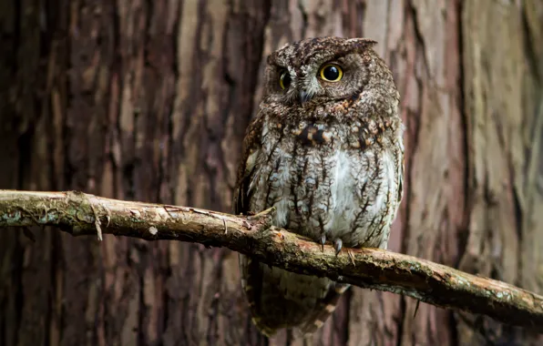 Картинка деревья, ветки, сова, птица, Совка западная