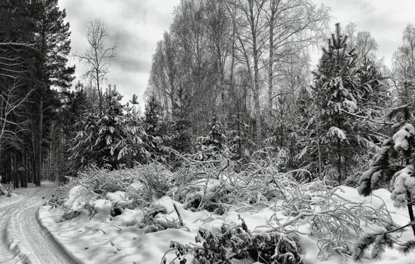 Лес, снег, монохром, Зауралье