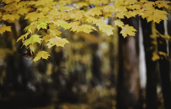 Осень, листья, дерево, желтые, оранжевые, клен