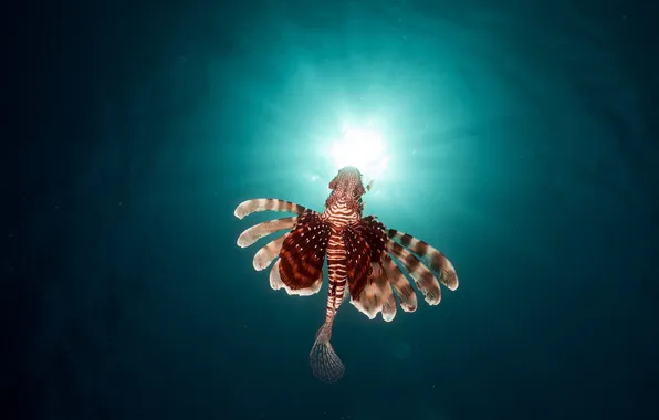Картинка солнце, рыба, под водой, underwater