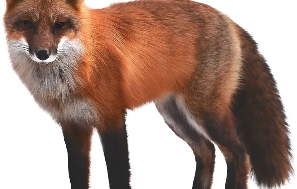 Fox, animal, wildlife, red fox