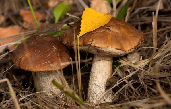 Картинка осень, грибы, пара, подберезовик