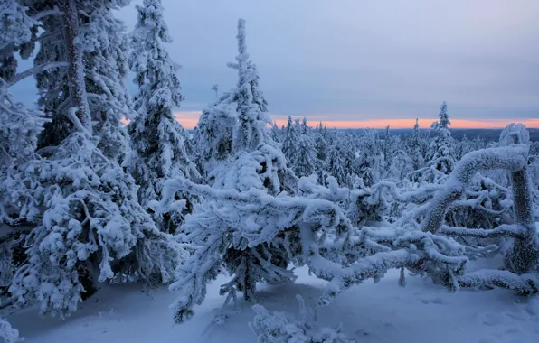 Зима, лес, снег, деревья, ели, Финляндия, Finland, Северная Карелия