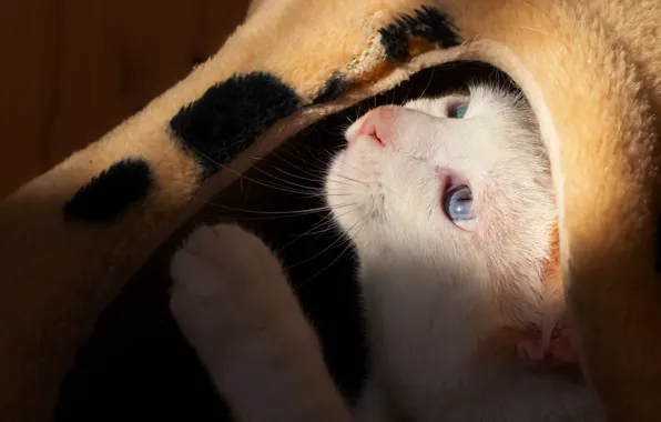 Кошка, взгляд, свет, белая, кошкин дом