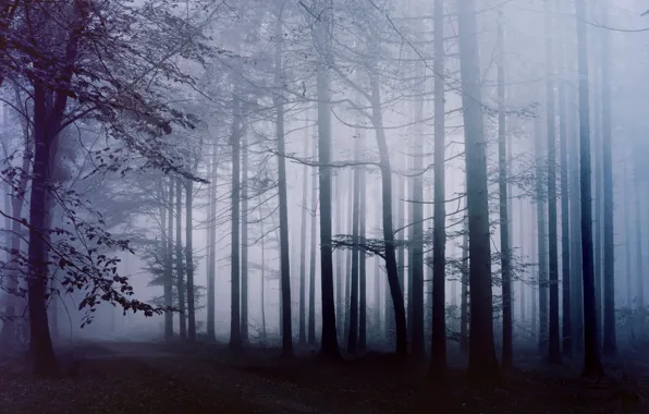 Картинка лес, туман, утро, дорожка