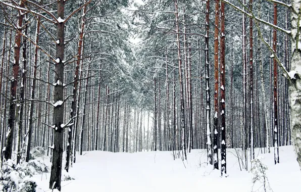 Зима, лес, снег, деревья, тропа, мороз, дорожка, forest