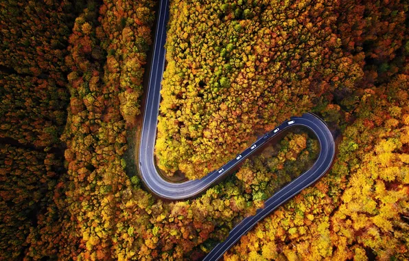 Картинка дорога, машина, осень, лес, природа, вид сверху, дервья