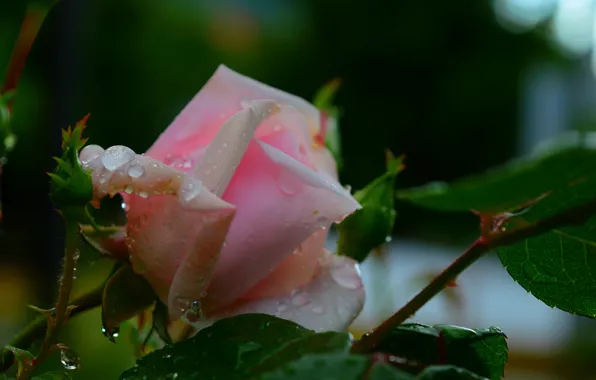 Картинка Розовая роза, Pink rose, Rain drops, Капли дождя