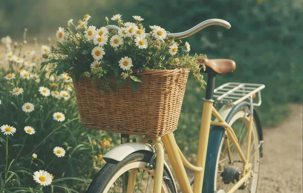 Картинка лето, цветы, ретро, ромашки, весна, summer, sunshine, blossom