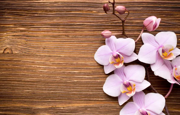 Wood, орхидея, pink, flowers, orchid