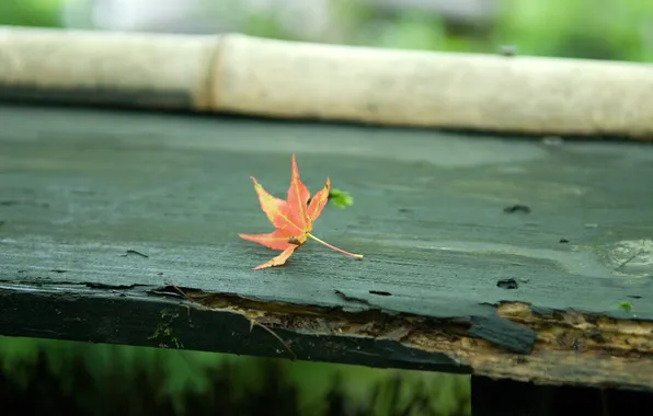 Осень, скамейка, лист