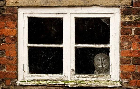 Картинка дом, сова, окно