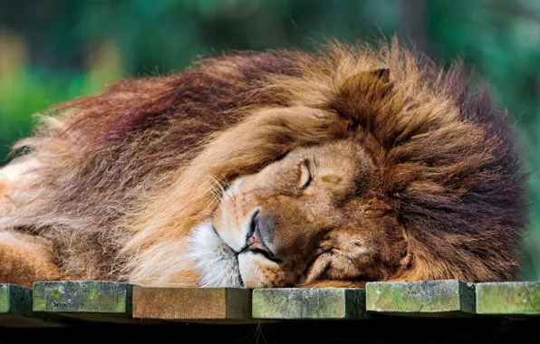 Картинка хищник, лев, царь зверей, спящий лев