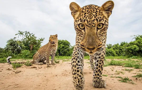 Картинка animal, Leopard, Playful