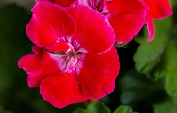 Картинка Макро, Macro, Герань, Red flowers, Красный цветок, Geranium