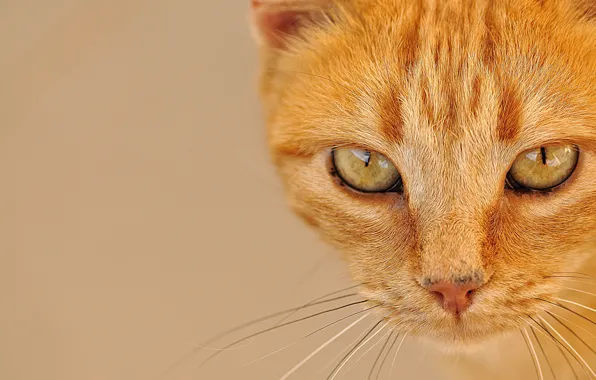 Картинка кошка, глаза, кот, усы, взгляд, портрет, мордочка, рыжая
