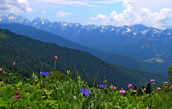 Цветы, Природа, Горы, Весна, Nature, Flowers, Spring, Mountains