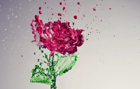 Картинка цветок, вода, капли, роза, красота, flower, water