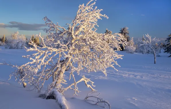 Зима, снег, природа, дерево