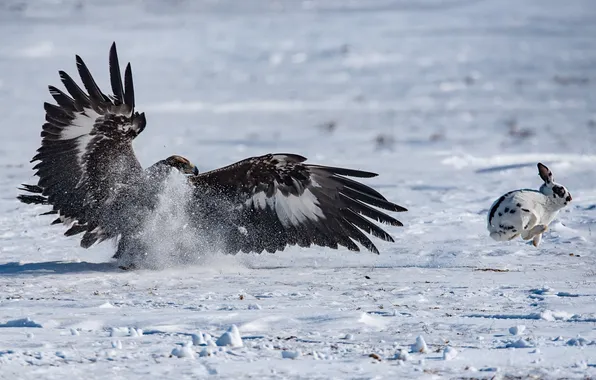 Rabbit, eagle, survival, hunting