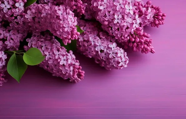 Цветы, букет, весна, цветение, сирень, соцветия, цветущая, сиреневый фон