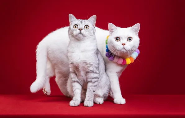 Кошка, кот, кошки, две, пара, бусы, белая, украшение