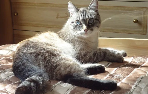 Картинка кот, диван, лежит