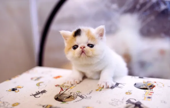 Картинка кошка, белый, кот, котенок, стол, фон, маленький, мордочка
