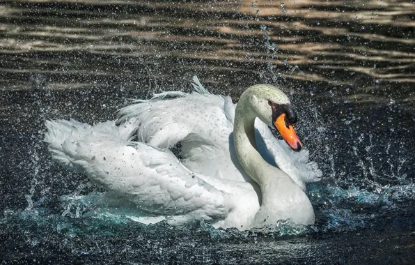 Вода, капли, брызги, лебедь, плескается
