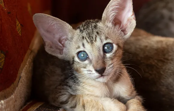 Кошка, кот, взгляд, мордочка, уши, голубые глаза, котейка, Ориентальная кошка