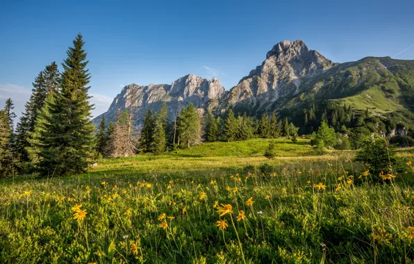 Картинка зелень, небо, трава, солнце, деревья, цветы, горы, скалы