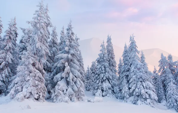 Картинка зима, снег, рассвет, ёлки