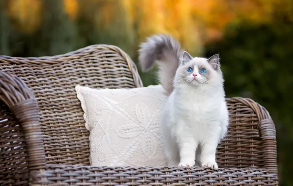 Осень, кошка, глаза, взгляд, котенок, кресло, пушистый, подушка