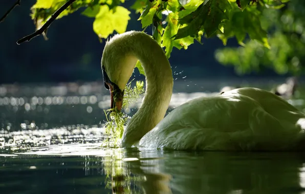 Картинка листья, вода, ветки, птица, лебедь