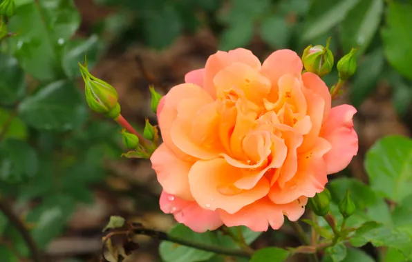 Rose, flower, blooming