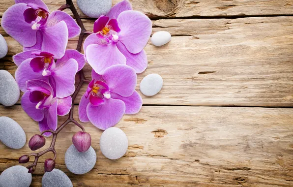 Камни, wood, орхидея, pink, flowers, orchid
