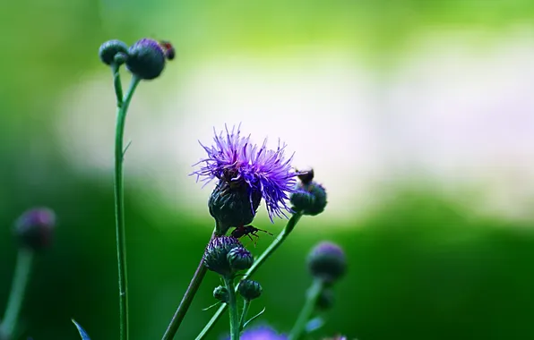 Цветок, растение, бутоны, Evening purple