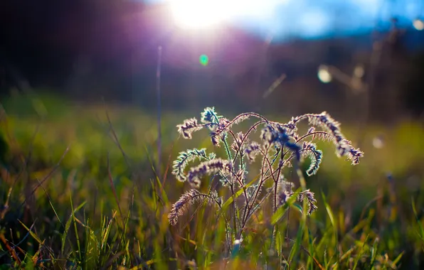 Картинка трава, лучи, солнца, кустик